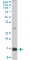 RPL36A Antibody (monoclonal) (M02)